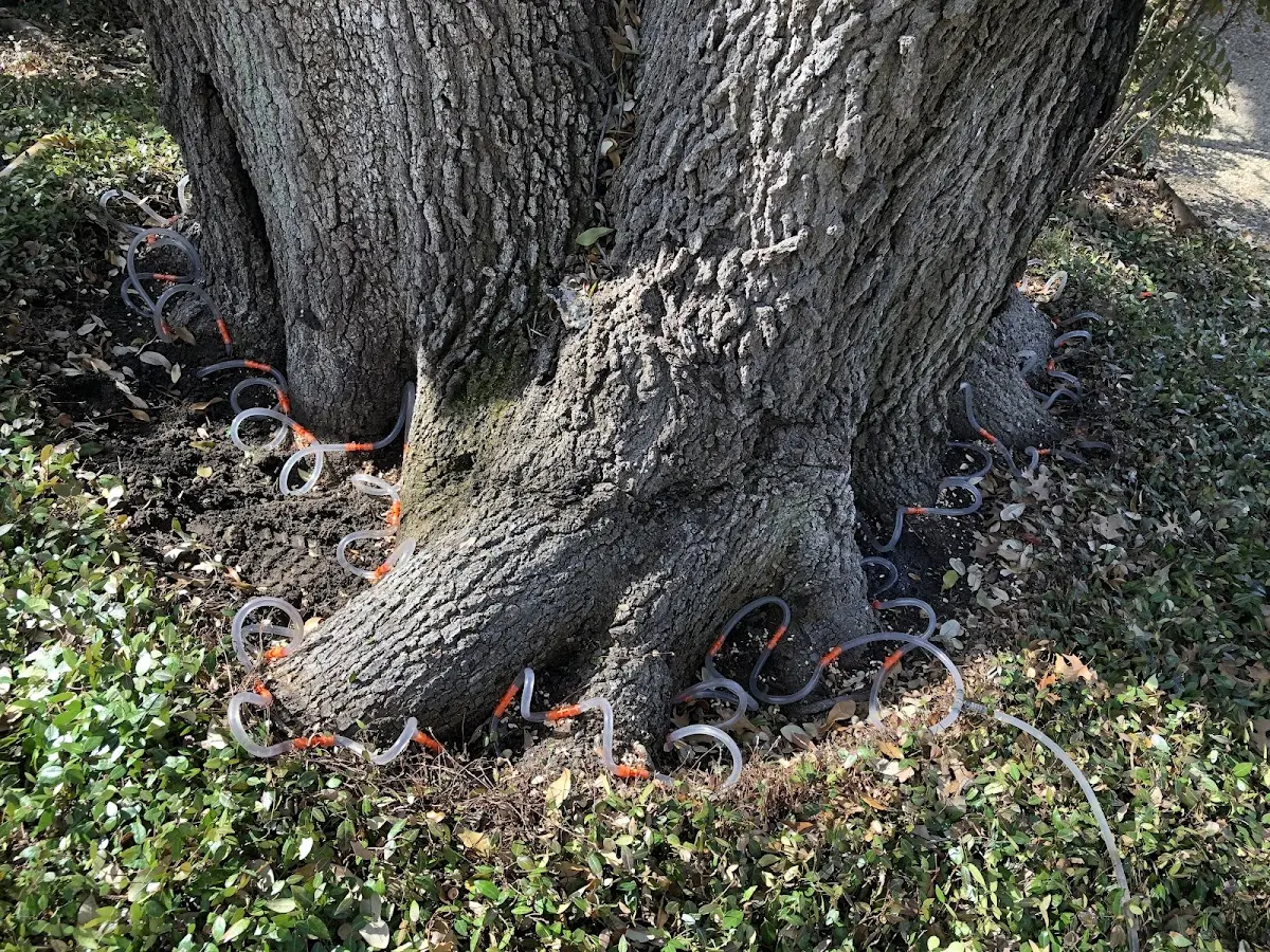 Detailed Tree Cabling and Bracing job site in Almira