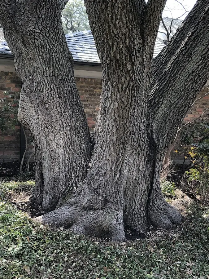 Mature heritage tree close to a Almira property cared for by certified arborists