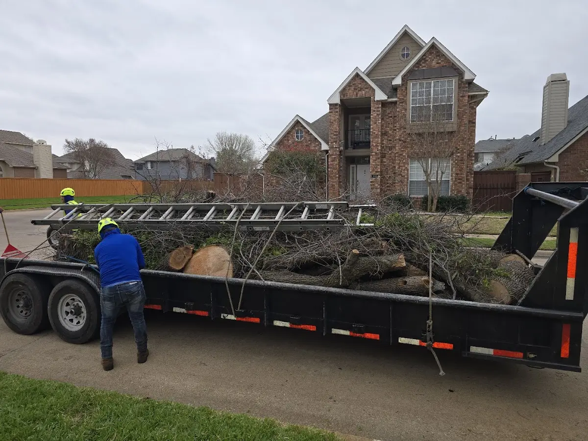 Expert Tree Pest Control with proper safety equipment in Almira